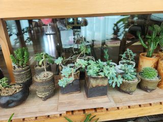 박영택님의 병해충 박멸! 살충제 추천 · 참여글 작성글 사진