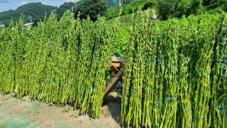 정금기님의 고추 · 일상 작성글 사진