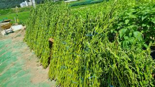 정금기님의 고추 · 일상 작성글 사진