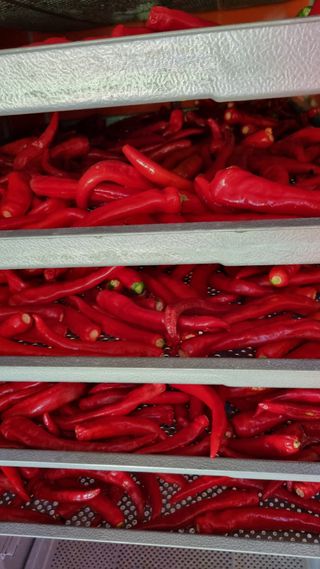 정금기님의 고추 · 일상 작성글 사진