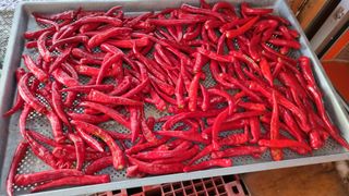 정금기님의 고추 · 일상 작성글 사진