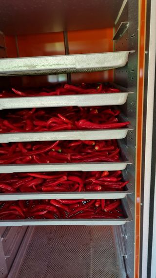 정금기님의 고추 · 일상 작성글 사진