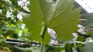 최일동님의 포도 · 자유게시판 작성글 사진