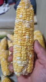 팜모닝 옥수수·병해충상담 게시글 이미지