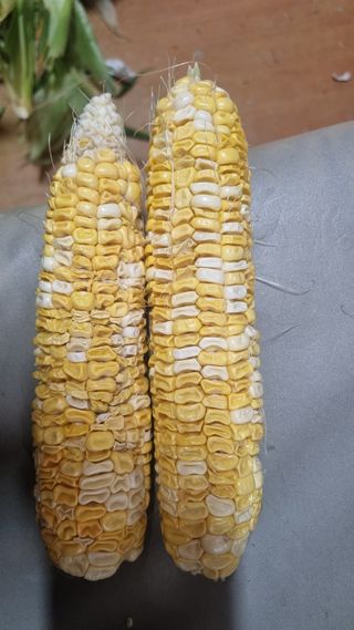 잔디에 살다님의 옥수수 · 병해충상담 작성글 사진