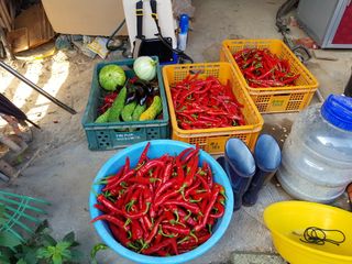 신동수님의 고추 · 영농일지 작성글 사진