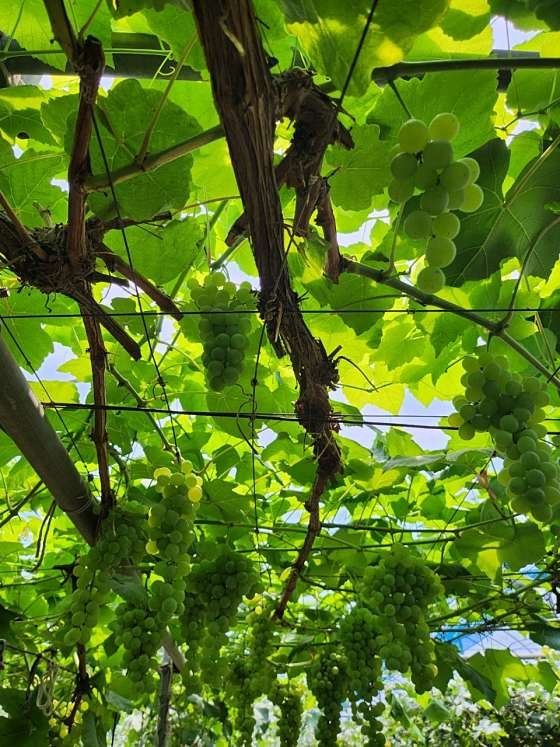 거봉777님의 장터 판매 상품 [청포도2kg] 첨부 사진