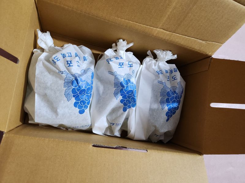 거봉777님의 장터 판매 상품 [청포도2kg] 첨부 사진