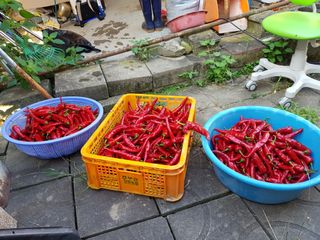 신동수님의 고추 · 영농일지 작성글 사진