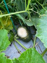 팜모닝 호박·병해충상담 게시글 이미지