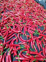 팜모닝 고추·수확 게시글 이미지