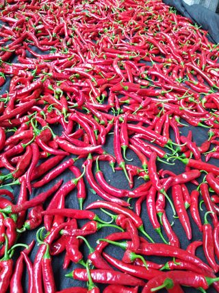 김건호님의 고추 · 수확 작성글 사진