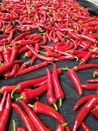 김건호님의 고추 · 수확 작성글 사진