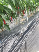 팜모닝 고추·일상 게시글 이미지