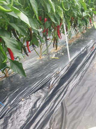 산곡동농장님의 고추 · 일상 작성글 사진