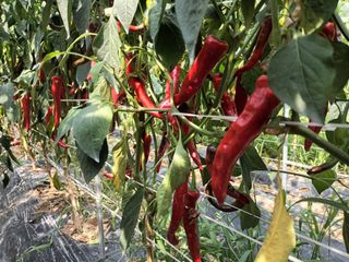 정희군님의 고추 · 수확 작성글 사진