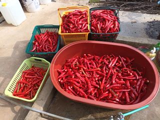 정희군님의 고추 · 수확 작성글 사진