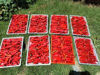 정희군님의 고추 · 수확 작성글 사진