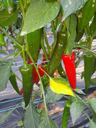 강정희님의 고추 · 지주설치•유인•성장 작성글 사진