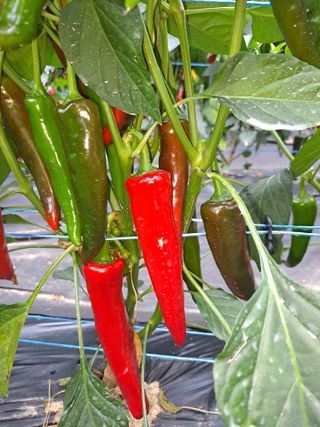 강정희님의 고추 · 지주설치•유인•성장 작성글 사진