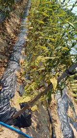 팜모닝 참깨·자유게시판 게시글 이미지