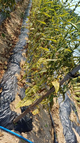 박순덕님의 참깨 · 자유게시판 작성글 사진