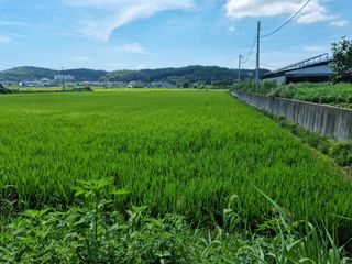 권오정님의 벼 · 자유게시판 작성글 사진