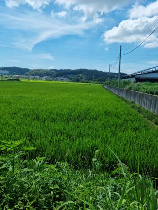 권오정님의 벼 · 자유게시판 작성글 사진