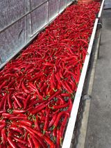 팜모닝 고추·수확 게시글 이미지