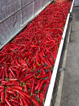 박수웅 님의 고추 · 수확 작성글 사진