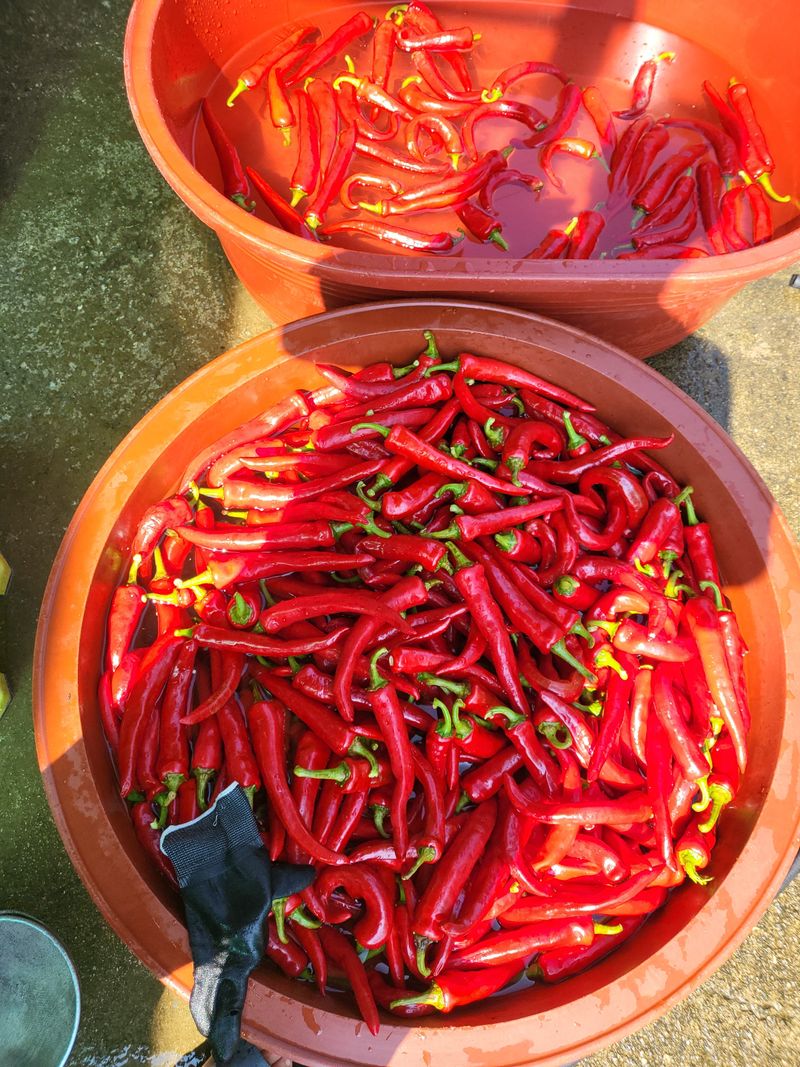 이상욱님의 장터 판매 상품 [건고추(품명:농협둑심)600g] 첨부 사진