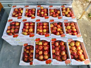 김정희님의 복숭아 · 자유게시판 작성글 사진