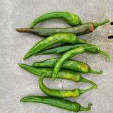 팜모닝 고추·병해충상담 게시글 이미지