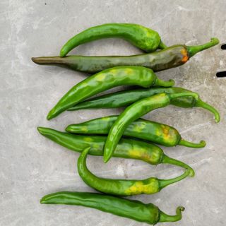 양병술님의 고추 · 병해충상담 작성글 사진