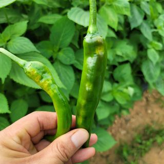 양병술님의 고추 · 병해충상담 작성글 사진