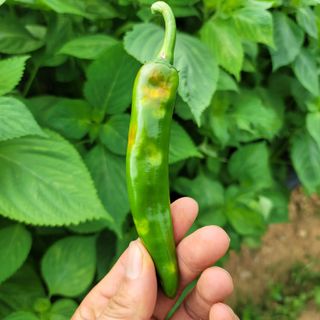 양병술님의 고추 · 병해충상담 작성글 사진