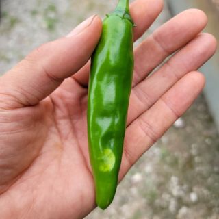 양병술님의 고추 · 병해충상담 작성글 사진