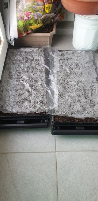 양촌리 2912님의 들깨 · 자유게시판 작성글 사진