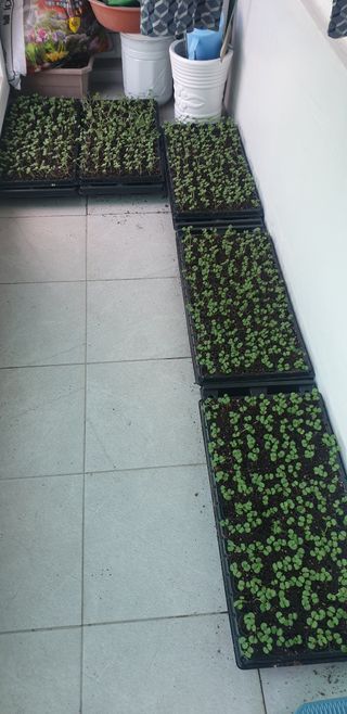 양촌리 2912님의 들깨 · 자유게시판 작성글 사진