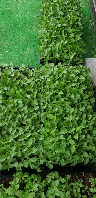 양촌리 2912님의 들깨 · 자유게시판 작성글 사진