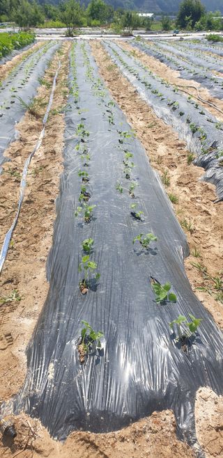 양촌리 2912님의 들깨 · 자유게시판 작성글 사진