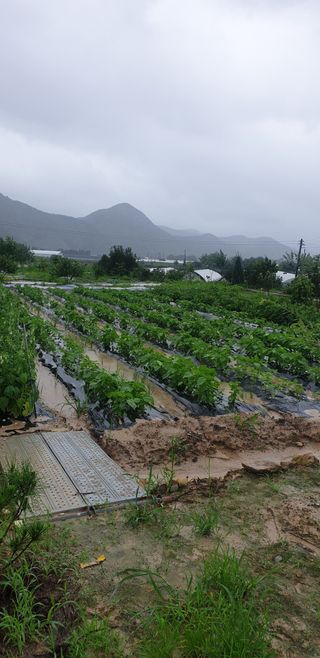 양촌리 2912님의 들깨 · 자유게시판 작성글 사진