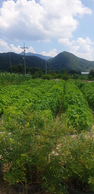 양촌리 2912님의 들깨 · 자유게시판 작성글 사진