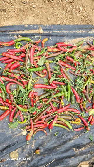 이미경님의 자유주제 · 자유게시판 작성글 사진