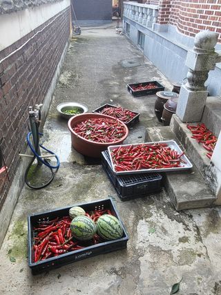 연승흠님의 고추 · 영농일지 작성글 사진