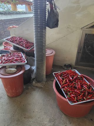 연승흠님의 고추 · 영농일지 작성글 사진