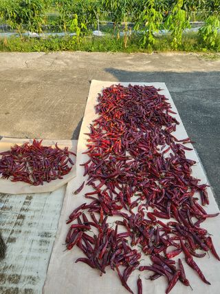 연승흠님의 고추 · 영농일지 작성글 사진