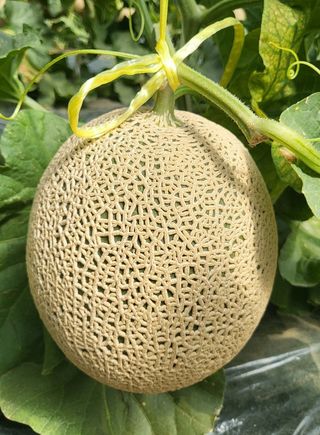 단지바이오님의 자유주제 · 자유게시판 작성글 사진