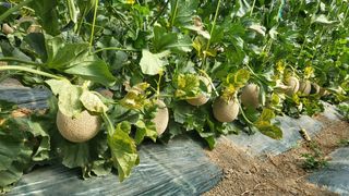 단지바이오님의 자유주제 · 자유게시판 작성글 사진