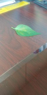 팜모닝 고추·병해충상담 게시글 이미지